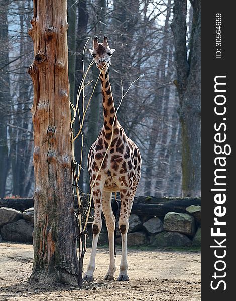 Giraffe chewing tree bark from the tree