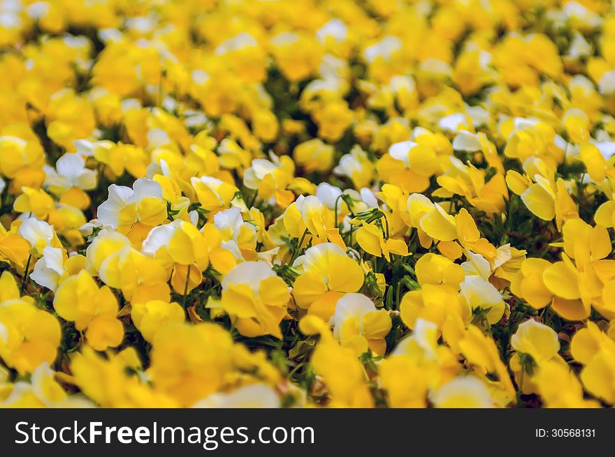 Texas Yellow Petunia Blooming Brilliantly in Spring