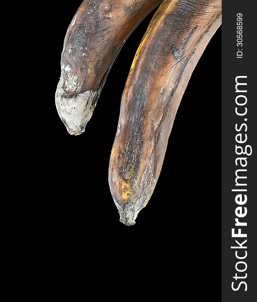 Moldy bananas on black background