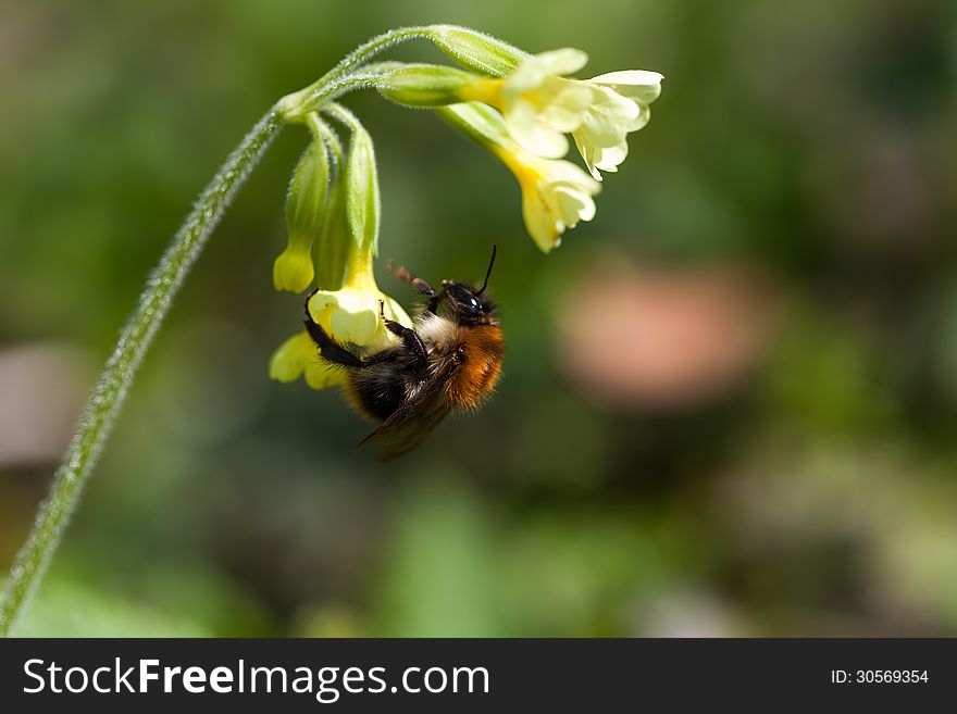 Bumblebee is eating from the flower