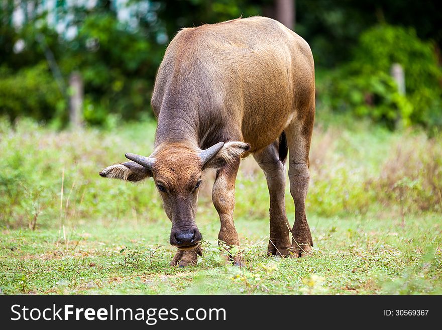 Near a tree stay a buffalo