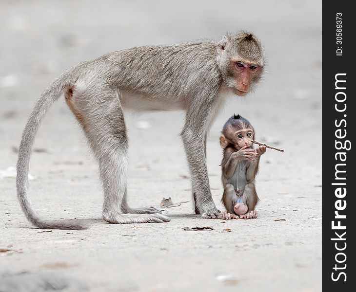 On the ground sit a monkey waiting en looking