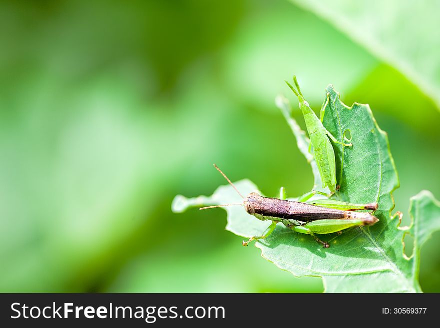 There sit a grasshopper whit an insect