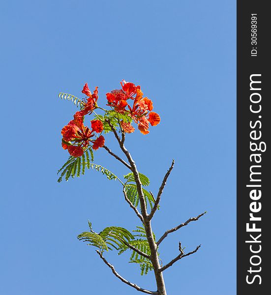 Flame tree blossom