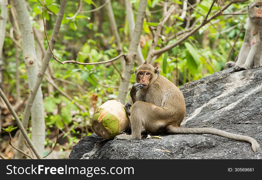 Monkey eating fresh coconut on the mountain in Thai temple