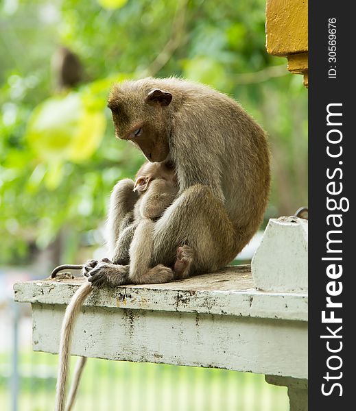 Mother monkey hug the baby monkey while sleeping. Mother monkey hug the baby monkey while sleeping.