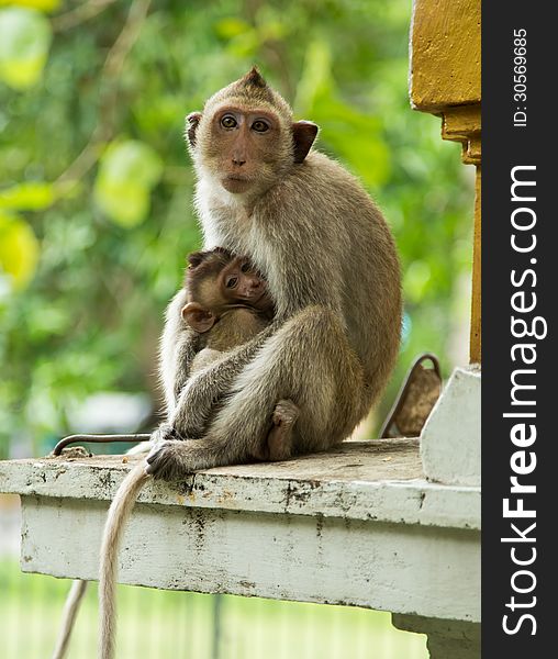 Mother monkey hug the baby monkey. Mother monkey hug the baby monkey.