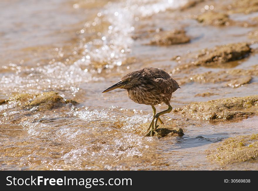 Sandpiper on the sea shore