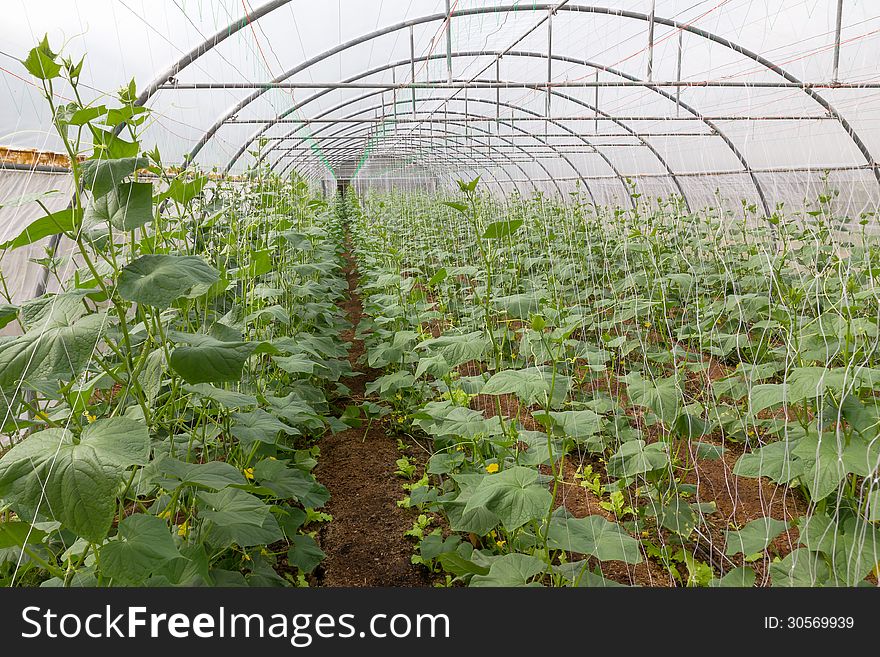 Pumpkin vines grow plants growing in a greenhouse. Pumpkin vines grow plants growing in a greenhouse