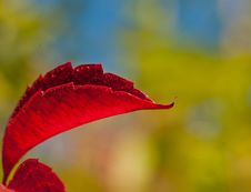 Grapes Foliage Stock Photos Grapes Foliage Stock Photos
