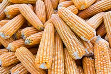 Yellow Dried Corn Stock Image Yellow Dried Corn Stock Image