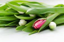 Tulips Stock Photos Tulips Stock Photos