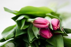 Tulips Royalty Free Stock Images Tulips Royalty Free Stock Images