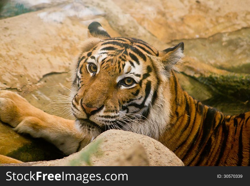 Tiger in Khao Khew Open zoo