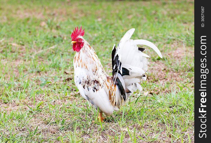 White Bantam on grass in Countryside from thailand