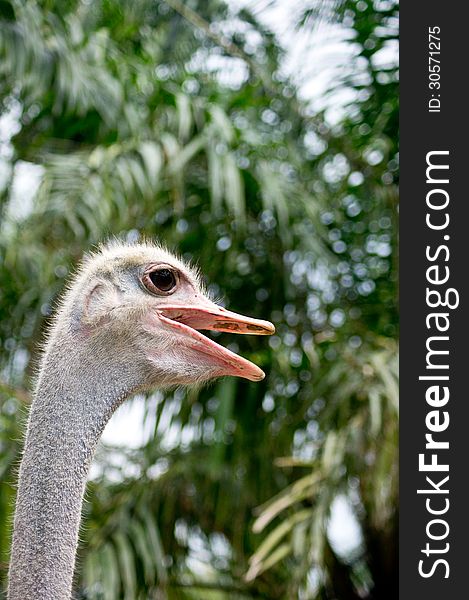 Ostrich