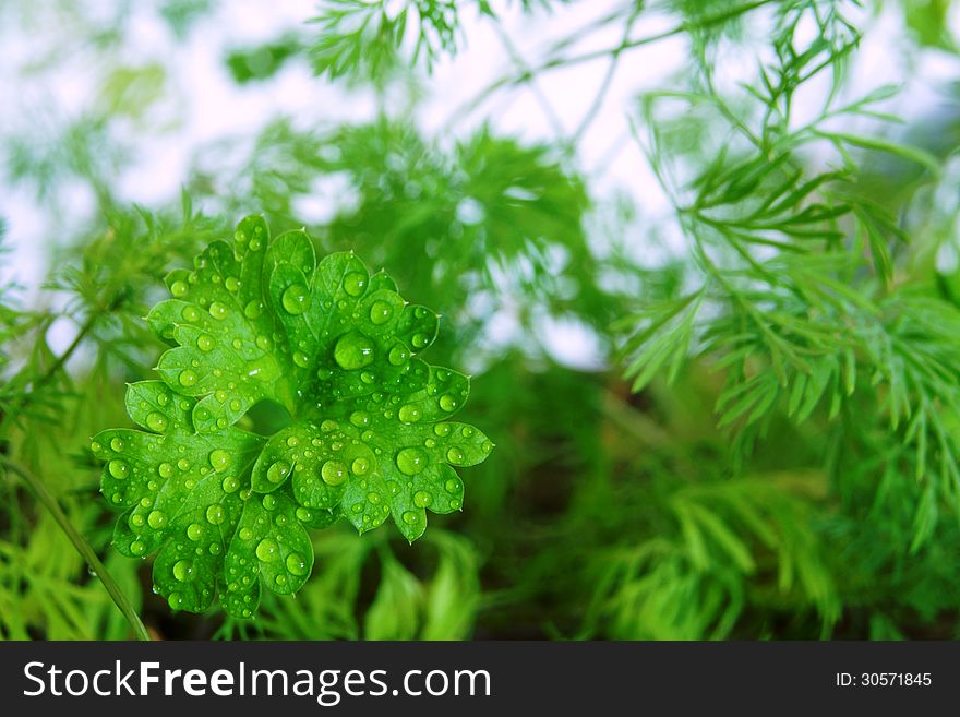 Young Shoots Of Parsley And Fennel