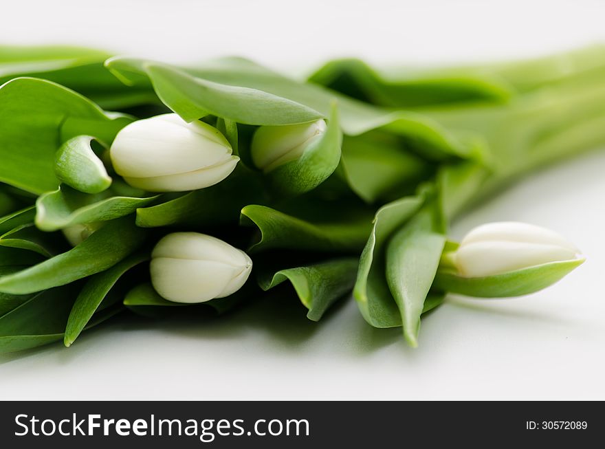 A bouquet of white tulips.