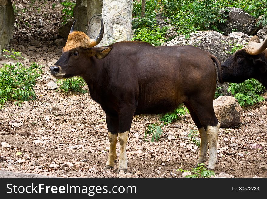 Big gaur in Thailand forest , difficult to find gaur at the moment