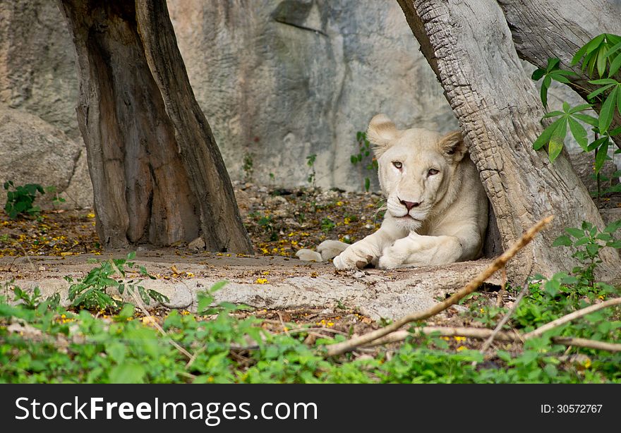 Lion in Khao Khew Open zoo