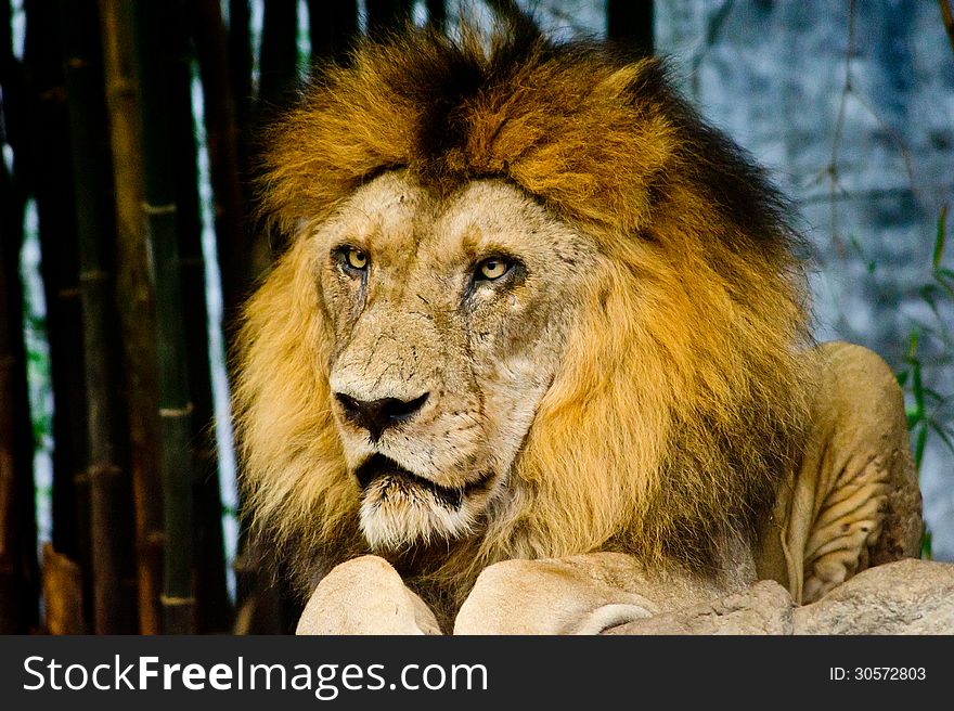 Lion in Khao Khew Open zoo