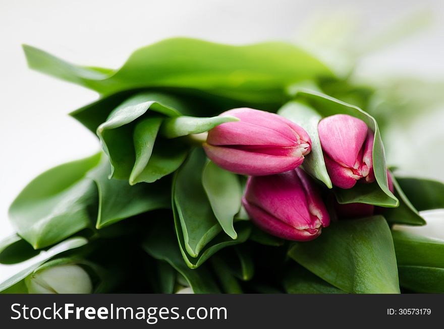 Tulips on a white background