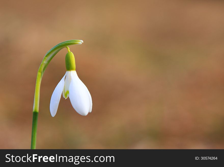 Snowdrop spring alone in the meadow