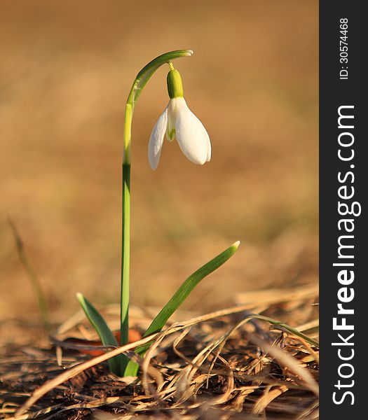 Snowdrop spring alone in the meadow