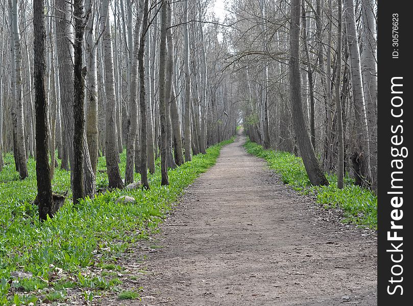 An easy hiking path through long trees. An easy hiking path through long trees