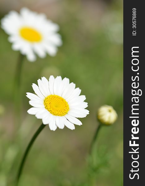 Camomiles on a green background