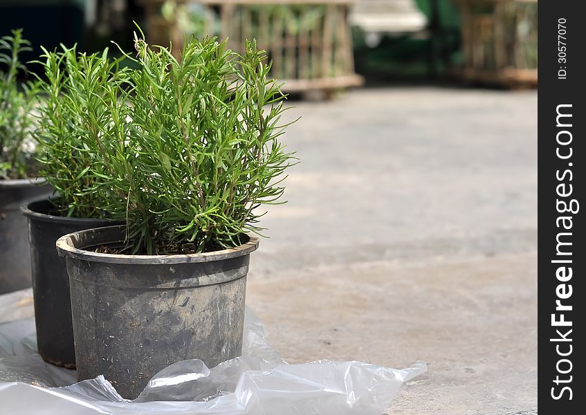 Wild thyme displayed in pots for sale. Wild thyme displayed in pots for sale