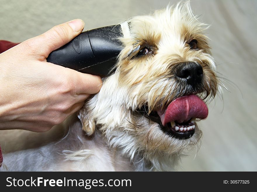 Dog Trimming