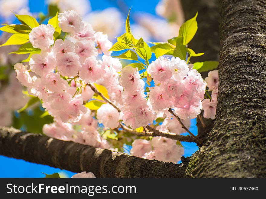 Cherry blossom bouquet on the tree. Cherry blossom bouquet on the tree