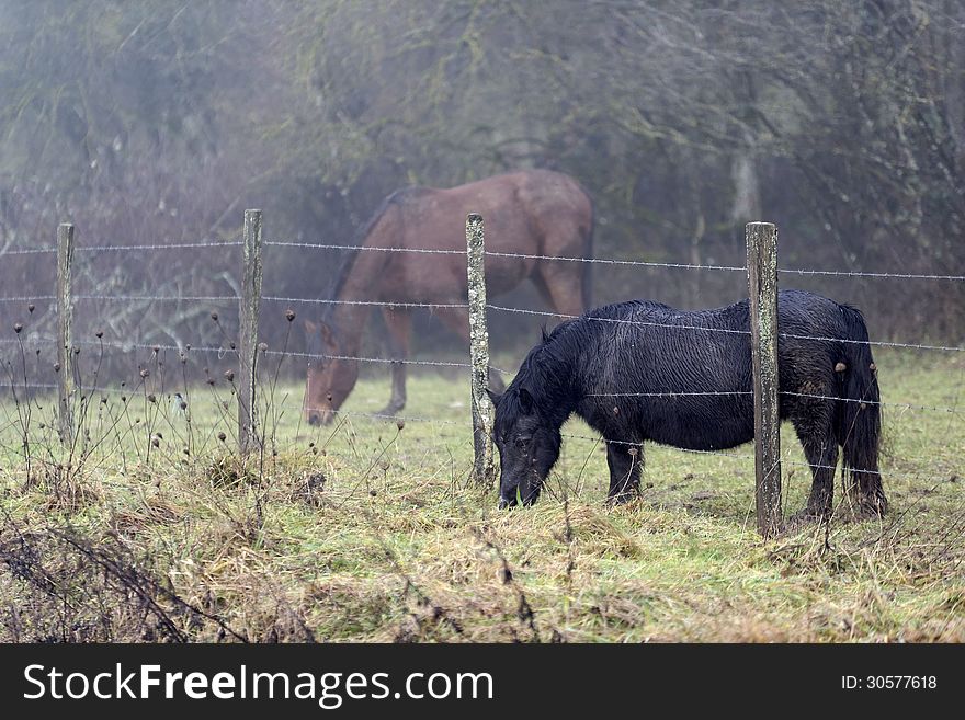 Two horses grazing in a pasture by a foggy day of winter in the french countryside. Two horses grazing in a pasture by a foggy day of winter in the french countryside.