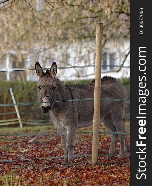 Donkey in a meadow by an autumn day. Photo taken in the east of France. Donkey in a meadow by an autumn day. Photo taken in the east of France.