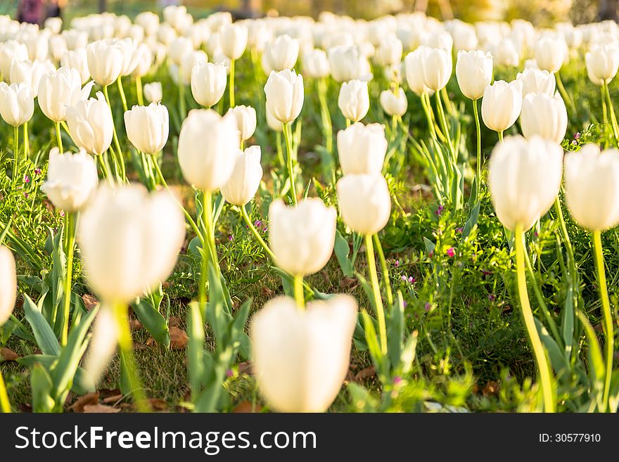 White tulip in the spring