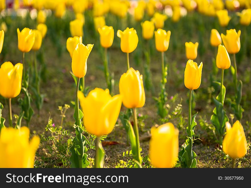 Yellow tulip in the spring