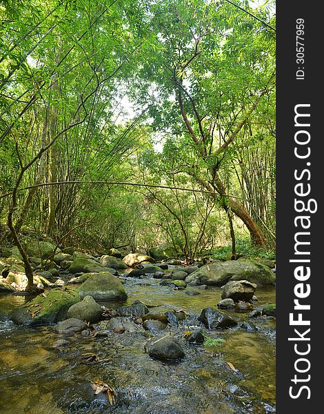 Stream in mountain forest. Nature composition. Stream in mountain forest. Nature composition