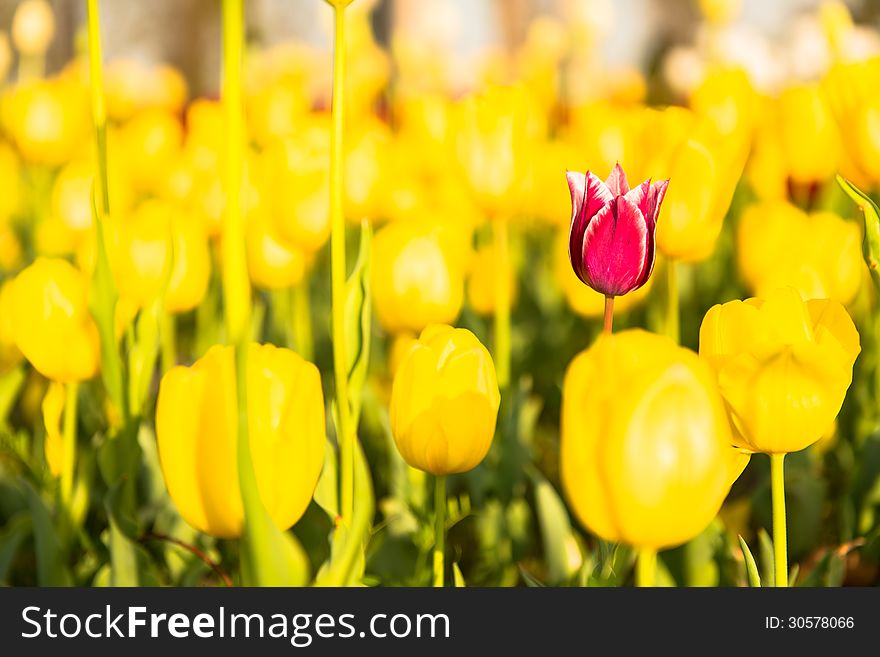 Yellow tulip in the spring