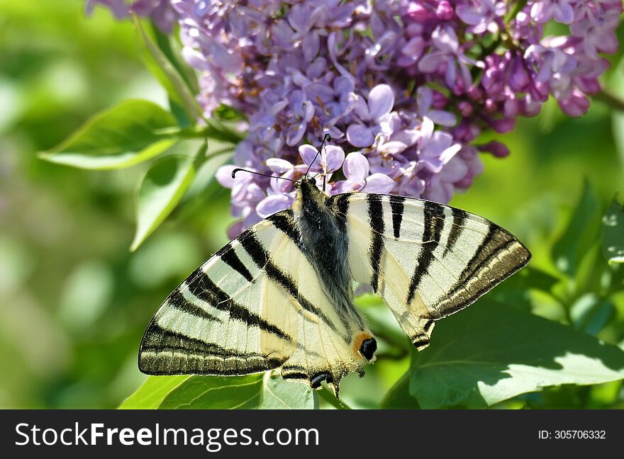 Butterfly and lilac flower in the garden