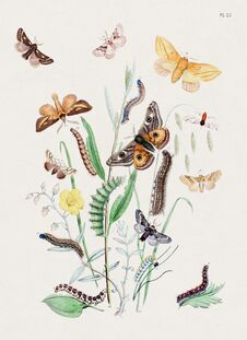 Vintage Moths Illustration. Colorful Moth Depictions And Metamorphoses Royalty Free Stock Image