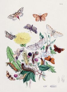 Vintage Moths Illustration. Colorful Moth Depictions And Metamorphoses Stock Image