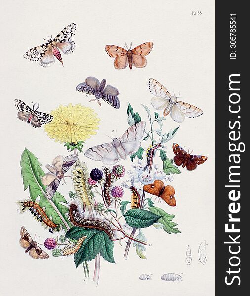 Vintage Moths illustration. Colorful Moth Depictions and Metamorphoses