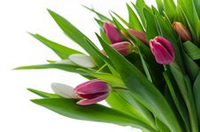 Tulips Royalty Free Stock Photo Tulips Royalty Free Stock Photo