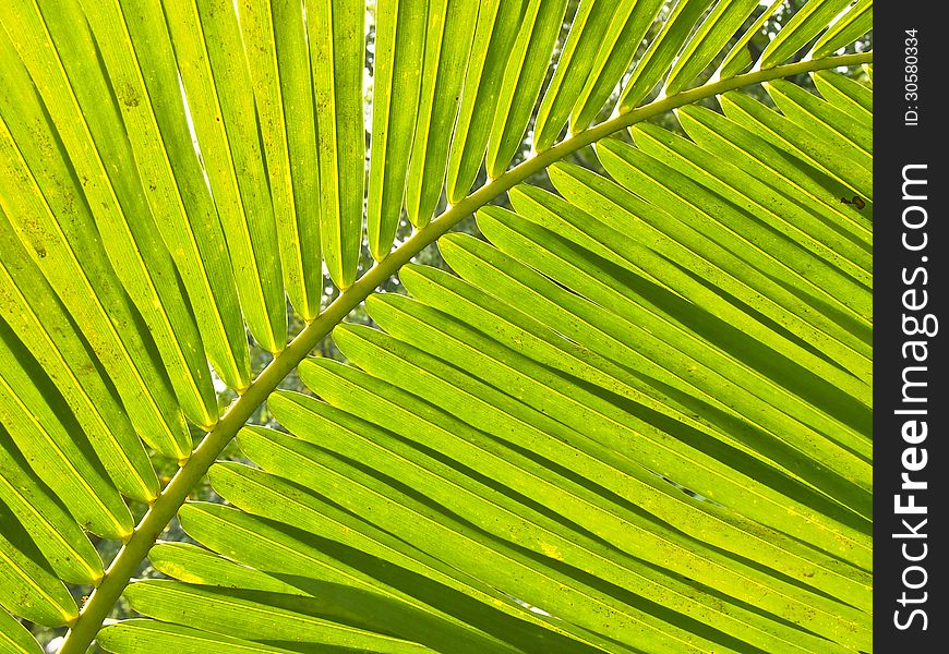 Curve outline the leaves in backlight of sunlight. Curve outline the leaves in backlight of sunlight