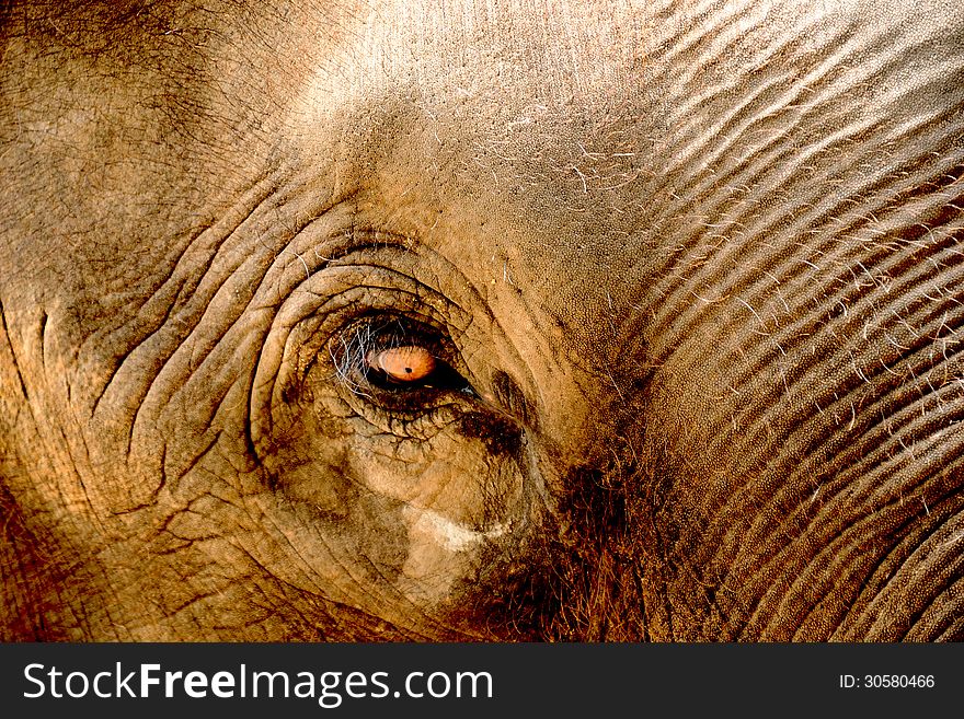 The eye of the older elephant. The eye of the older elephant