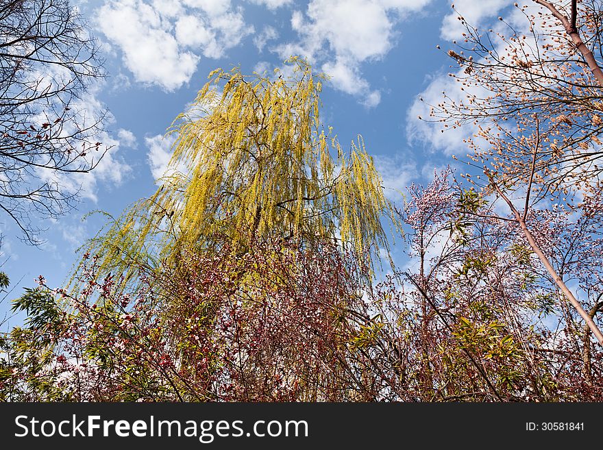 Flowering trees and plants at spring under a blue sky and white clouds