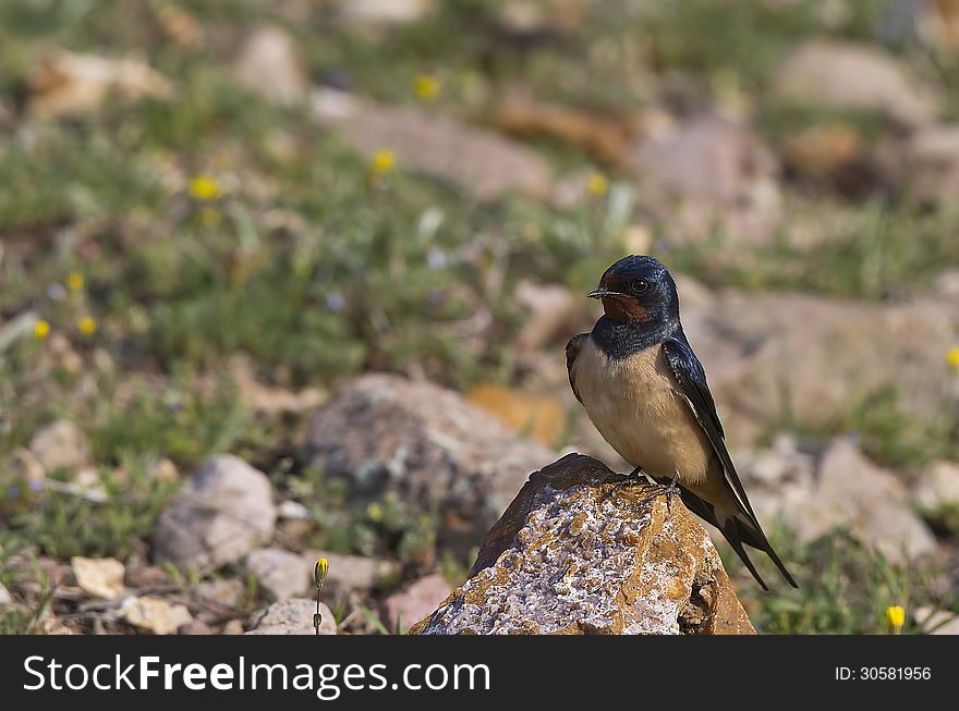 A swallow is looking around on a piece of rock. A swallow is looking around on a piece of rock
