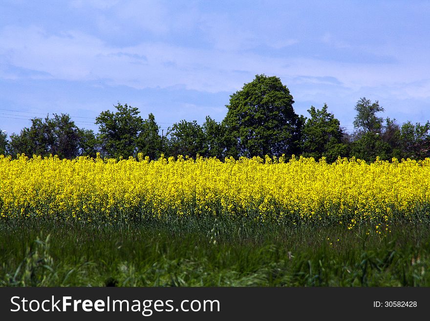 Country view yellow flowers italy