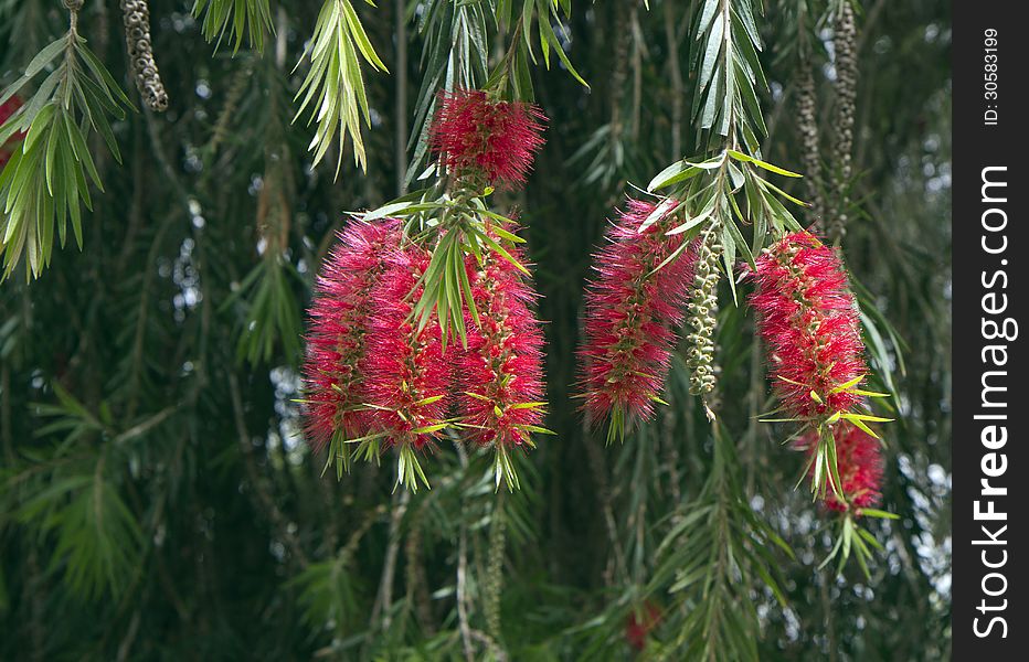 Callistemon - genus of evergreen shrubs or small trees of Myrtle (Myrtaceae), grown in Australia and, in part, in New Caledonia. Callistemon - genus of evergreen shrubs or small trees of Myrtle (Myrtaceae), grown in Australia and, in part, in New Caledonia.